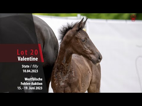 Fohlen-Auktion Lot 20 Valentine Stute v. Vision - Desperados