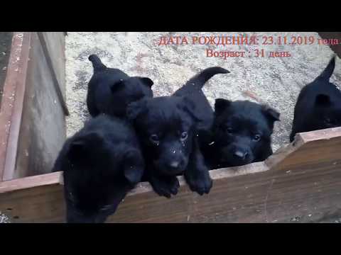 Щенки  немецкой овчарки , 31 день (черного окраса). Рабочих линий из питомника  Schwarzer Fluss.