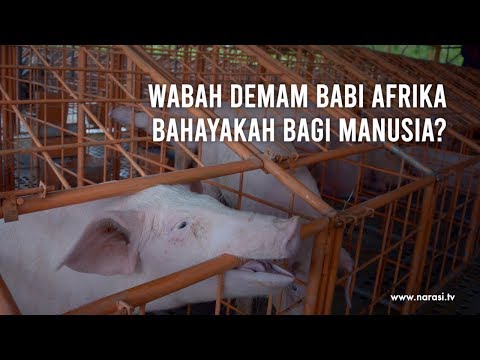, title : 'Wabah Demam Babi Afrika Bahayakah Bagi Manusia? | Narasi Newsroom'