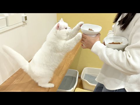 youtube-動物記事1970/01/01 09:00:00