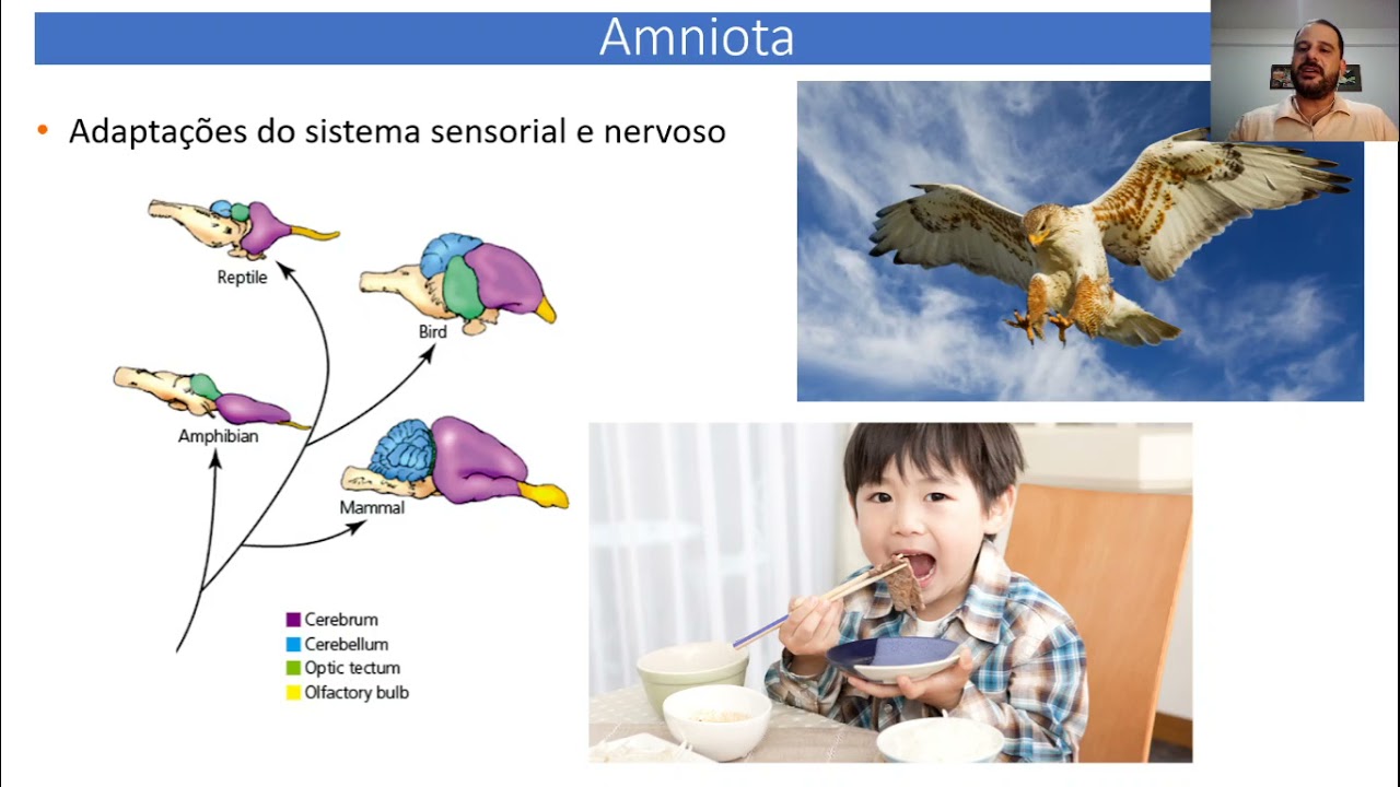 Origem dos Amniota - Parte I