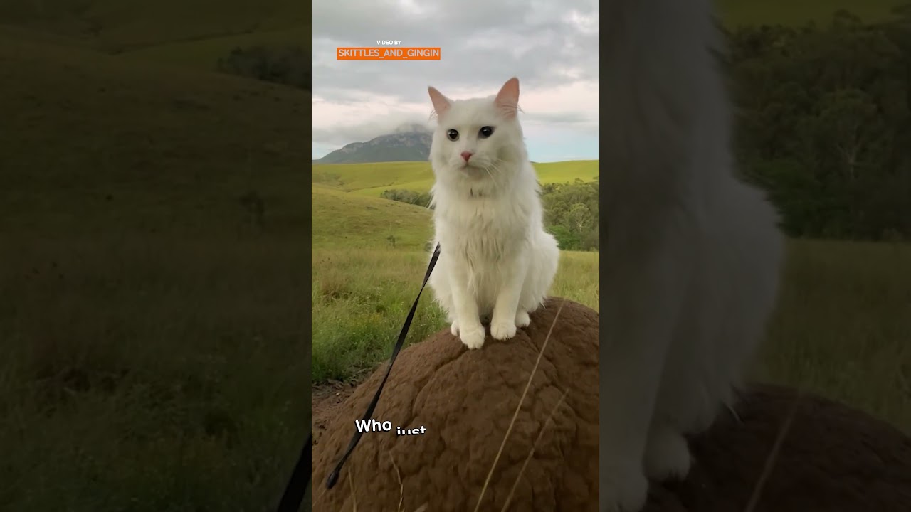 Rare Heterochromia Adventure Cat Turns Every Hike Into a Photo Op