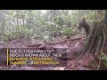 See An Extremely Rare Jungle Dog National Geographic YouTube 360p