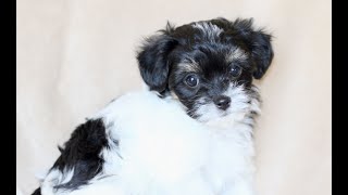 Video preview image #1 Havanese Puppy For Sale in GORDONVILLE, PA, USA