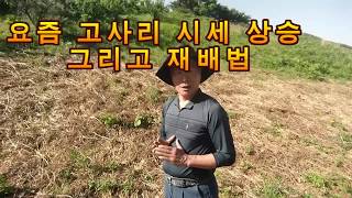 (귀농)올해 고사리 시세 상승과  전반적인 재배법