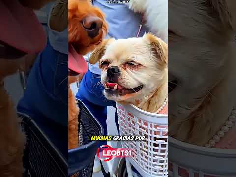 😂 ¡Cuando el elogio iba dirigido a otra persona, pero hubo un malentendido!