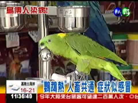 鳥傳人"感冒"! 鸚鵡熱恐致命