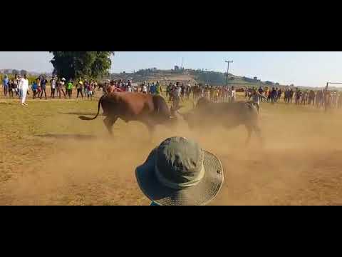 Jazi vs Shobalenkanyamba kwakuhlangene o clever bodwa la