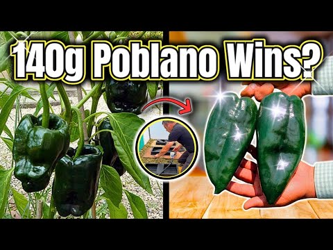 download lagu mp3 mp4 Poblano Pepper Uk, download lagu Poblano Pepper Uk gratis, unduh video klip Poblano Pepper Uk