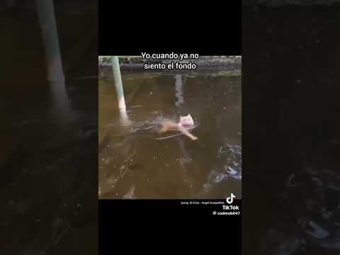 Su carita del. perrito😅🫣 #shortsvideo #perros #cachorrosdivertidos #fy #dog #doglover #fyp #fypviral