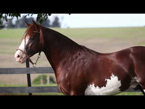 Lote 30 IMPECÁVEL DOS CASTANHEIROS