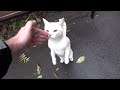 Cute Cat Meows At Rain Day