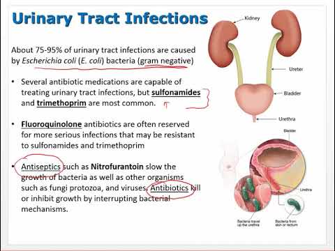 Nursing Pharmacology Ch 46   Urinary Tract Infection Drugs