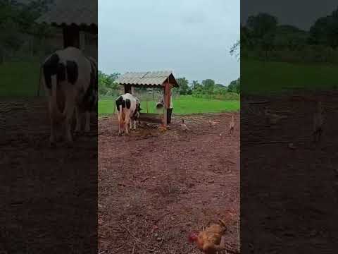 A vaca leiteira da chácara do meu pai em Peabiru - PR