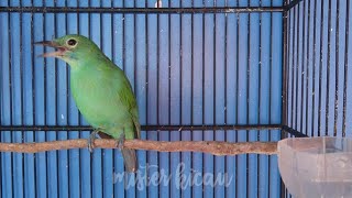 Download lagu Cucak Ijo Betina Cerewet Memanggil Cucak Ijo Jantan agar Semangat Kicau Gacor mp3