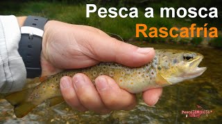 Pescando truchas en Rascafría