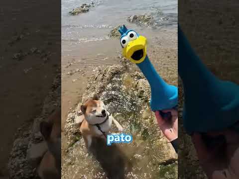 ¡Por conseguir su salchicha, el perro buscó mariscos y ganó una gran recompensa! 🤣🐾 #shorts #funny