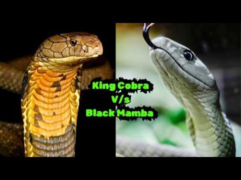 King Cobra vs Black Mamba: Who's the REAL Boss?