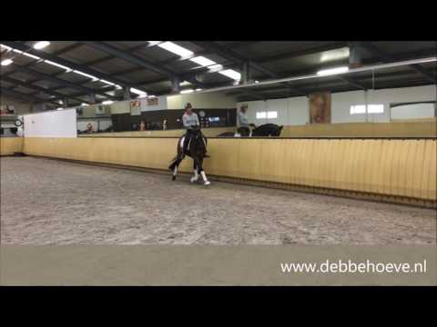 Giola v  Belissimo M