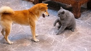 Funny Moments With Cats and Dogs 🐈 🤣 🐕