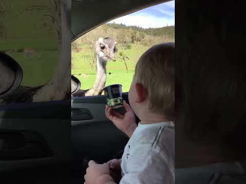 Un bébé ne peut s'empêcher de rire en voyant une autruche manger de la nourriture.