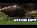 How do snails move? The secret behind the Snails!!!!!
