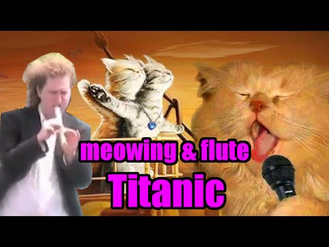 Squeal Cat meowing Titanic Theme (ft. Emotional Flute Guy)