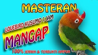 Download lagu KUSUMO LOVEBIRD VOICES LONG LOVES CONSUMPTION LONG - 1 hour mp3