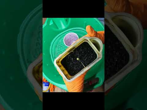 EVAP Canister Rebuild #diy #automobile