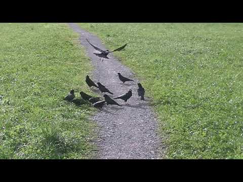 07.11.2019 Rabenhaft schöner - Donnerstag