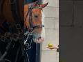 HORSE CHOMPS ON JUICY APPLE Horse Guards Royal Guard Kings Guard Horse London 2024