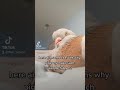 Pigeons Make Wonderful Pets