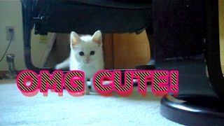 Buzzfeed Worthy: Watch This Cute Kitten Stumble Around The Room After Coming Home From Shelter