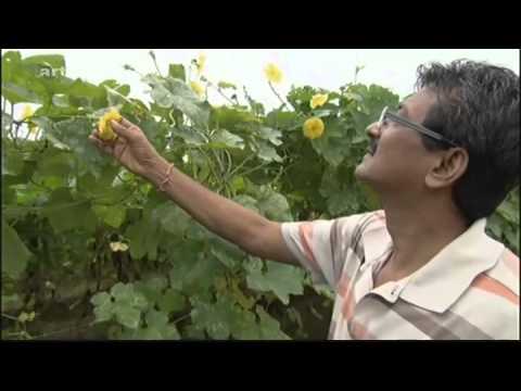 ARTE - Die neuen Vegetarier