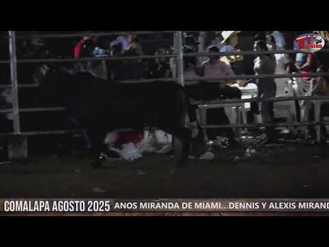 Ultima Monta de toros Comalapa Chontales 2025