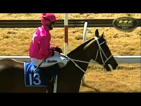 NEGEV : 2011 SUMMERHILL READY TO RUN GRADUATE