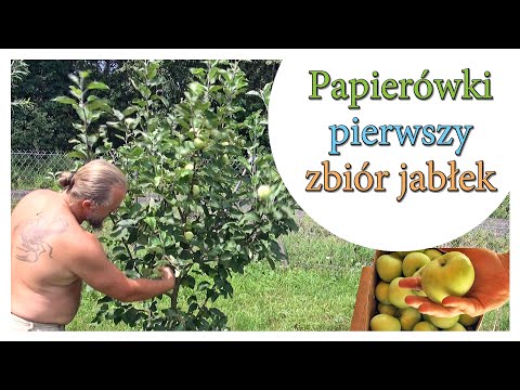Papierówki - pierwszy zbiór jabłek w Szumilesie - Ogrodowe pierdamony 117