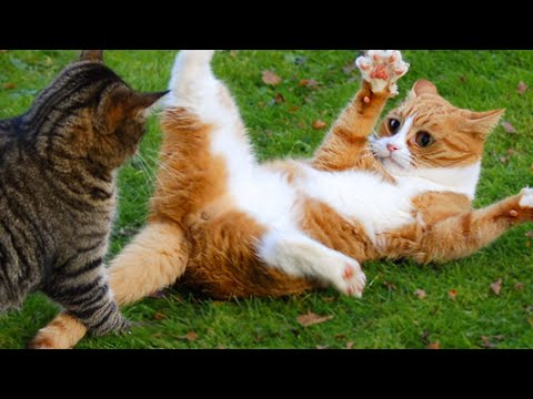 Try Not To Laugh With This Cute Cats and Dogs Compilation