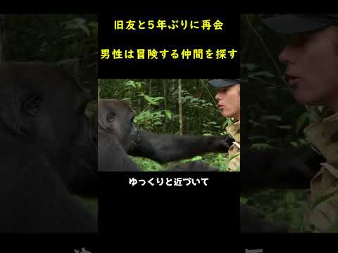 ゴリラ:保護距離を保ってください!