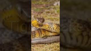 Tiger Snake and Sidewinder Rattlesnake