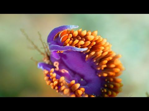 The Most COLORFUL Seaslug – SPANISH SHAWL – 4K UHD – Sony A7S III – by Khurram Pervaiz