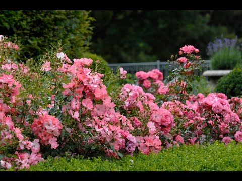 download lagu mp3 mp4 Carpet Roses Images, download lagu Carpet Roses Images gratis, unduh video klip Carpet Roses Images