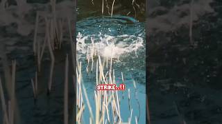 Download lagu Strike that makes your heart pound 671 #fishing #anglersagala #mancing #mancingceria #angler mp3