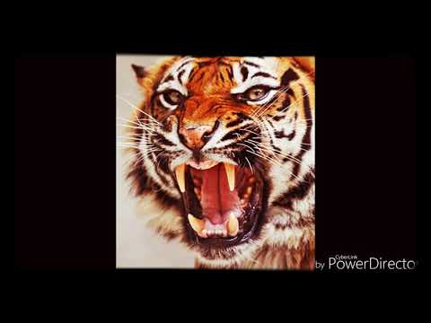 Rapu Korona freestyle 8