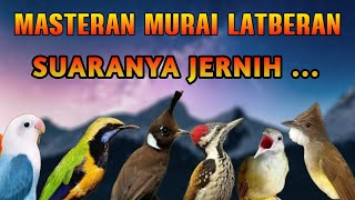 Download lagu MASTERAN MURAI BATU FULL TEMBAKAN ANDALAN PARA JUARA COCOK UNTUK MASTERAN PASTOL TROTOL ATAU DEWASA mp3 Download lagu MASTERAN MURAI BATU FULL TEMBAKAN ANDALAN PARA JUARA COCOK UNTUK MASTERAN PASTOL TROTOL ATAU DEWASA mp3