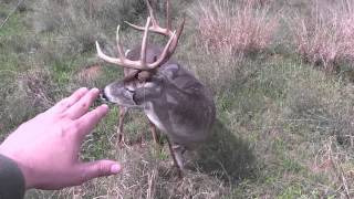 Hunter Stalks &amp; Touches Nice Buck