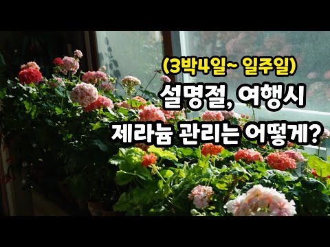 , title : '#pelargonium  설(추석)명절, 1주일정도 여행시 제라늄관리 어떻게 하고 할까요?'