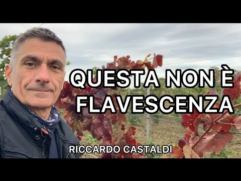 Live. It's not flavescence!