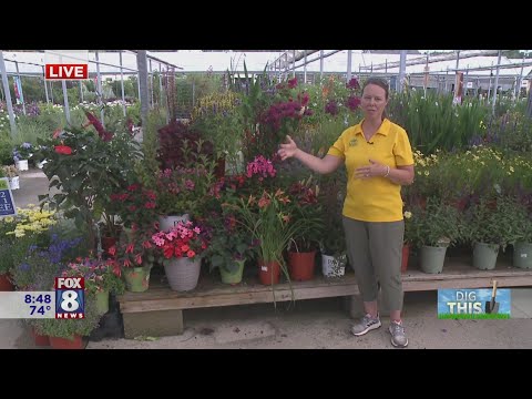 How to make your garden a hummingbird haven