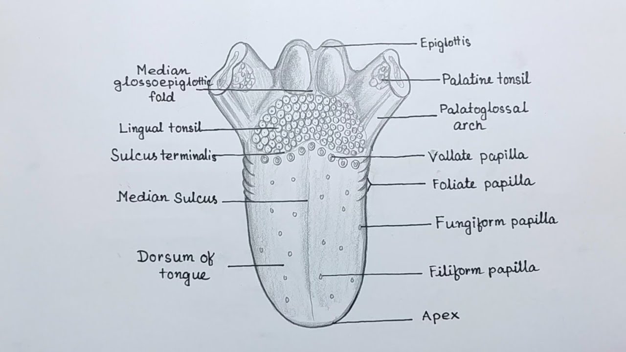 Human tongue anatomy drawing/ How to draw human tongue diagram easily